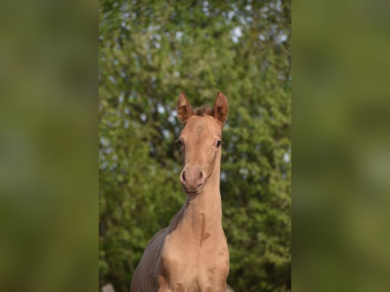 PRE Stute Fohlen (04/2026) 165 cm Pearl in Dochamps
