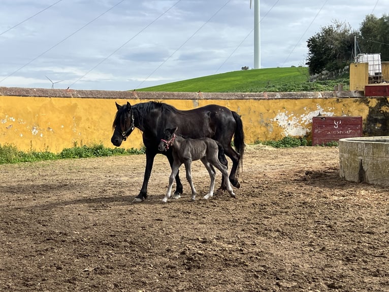 PRE Stute Fohlen (03/2026) 165 cm Rappe in Jerez de la Frontera