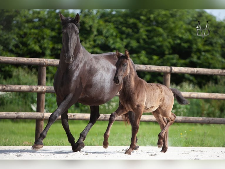 PRE Mix Stute Fohlen (03/2026) 165 cm Rappe in LA VESPIÈRE