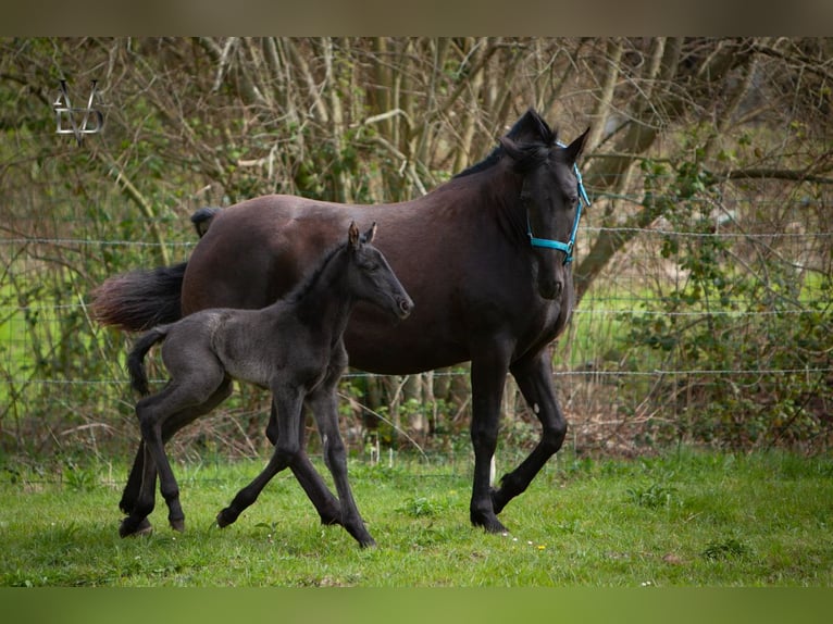PRE Mix Stute Fohlen (03/2026) 165 cm Rappe in LA VESPIÈRE