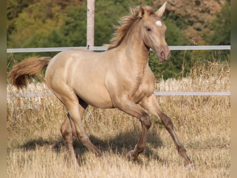 PRE Stute Fohlen (04/2026) 166 cm Pearl in Kirn