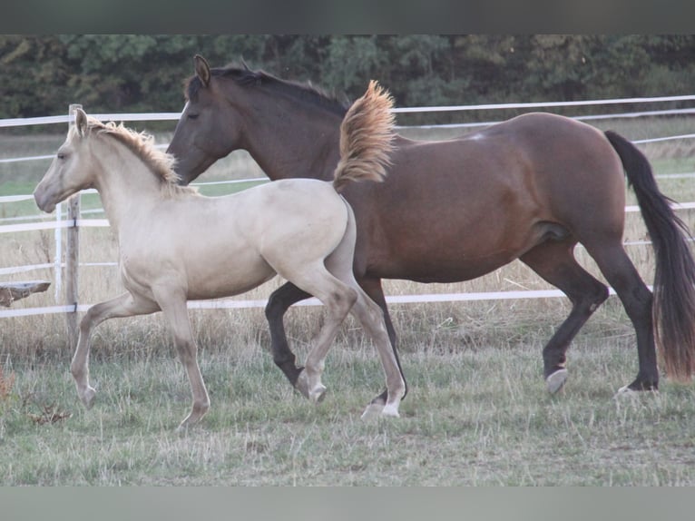 PRE Stute Fohlen (04/2026) 166 cm Pearl in Kirn