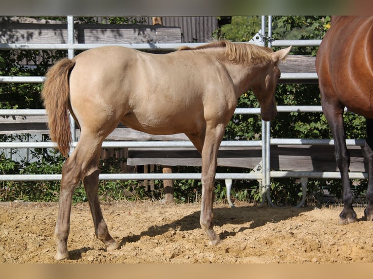 PRE Stute Fohlen (04/2026) 166 cm Pearl in Kirn