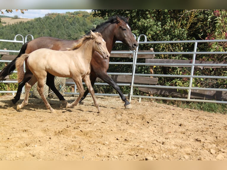PRE Stute Fohlen (04/2026) 166 cm Pearl in Kirn