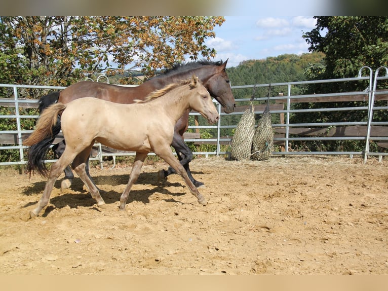 PRE Stute Fohlen (04/2026) 166 cm Pearl in Kirn