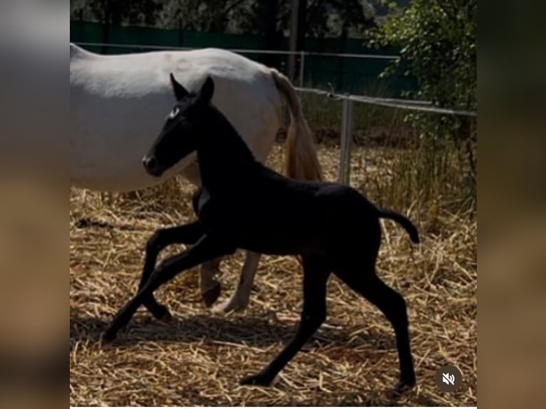 PRE Stute Fohlen (05/2025) 167 cm White in Sevilla
