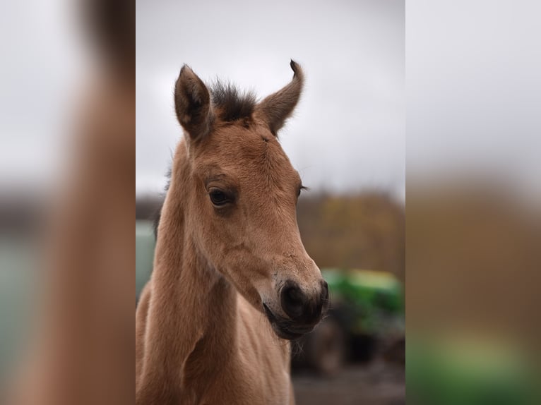 PRE Stute Fohlen (02/2026) Buckskin in Dochamps