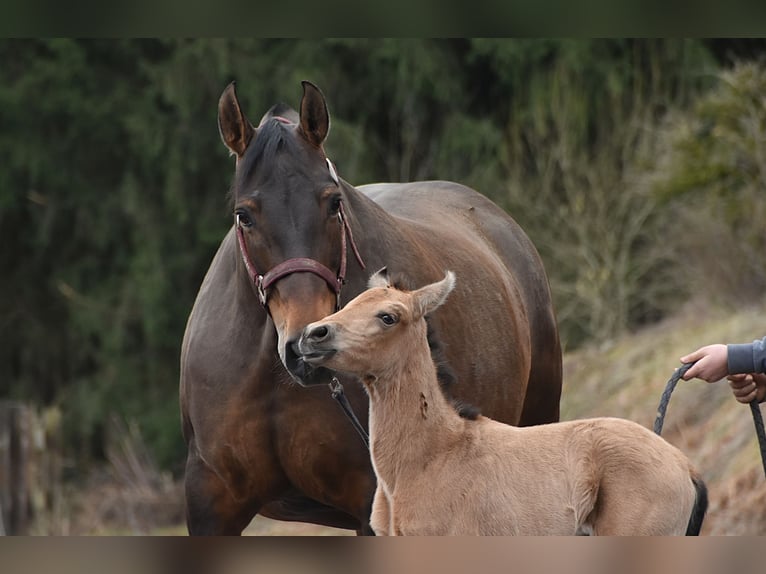 PRE Stute Fohlen (02/2026) Buckskin in Dochamps