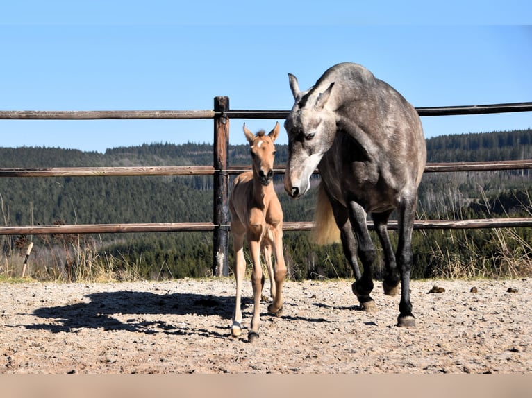 PRE Stute Fohlen (03/2025) Buckskin in Manhay