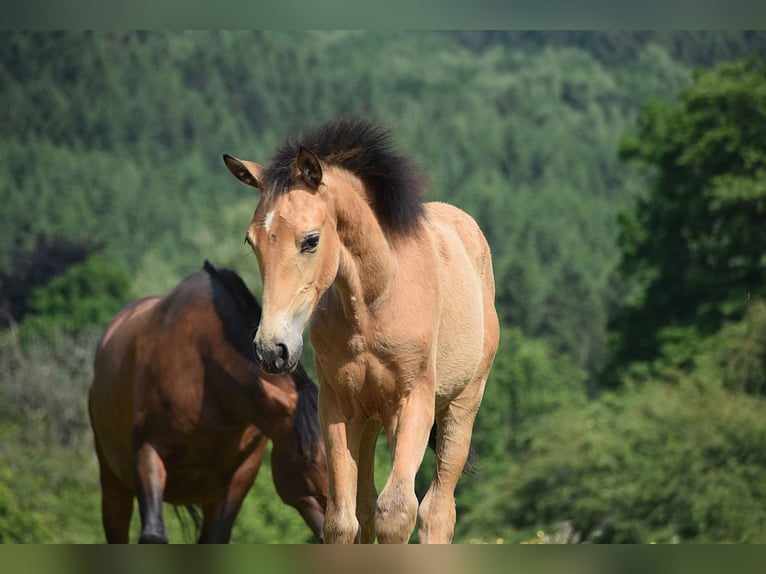 PRE Stute Fohlen (03/2025) Buckskin in Manhay