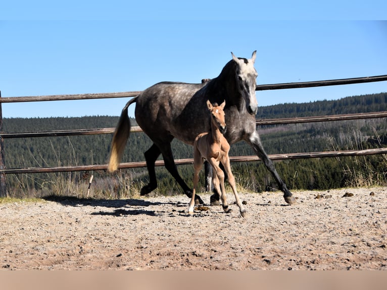 PRE Stute Fohlen (03/2025) Buckskin in Manhay