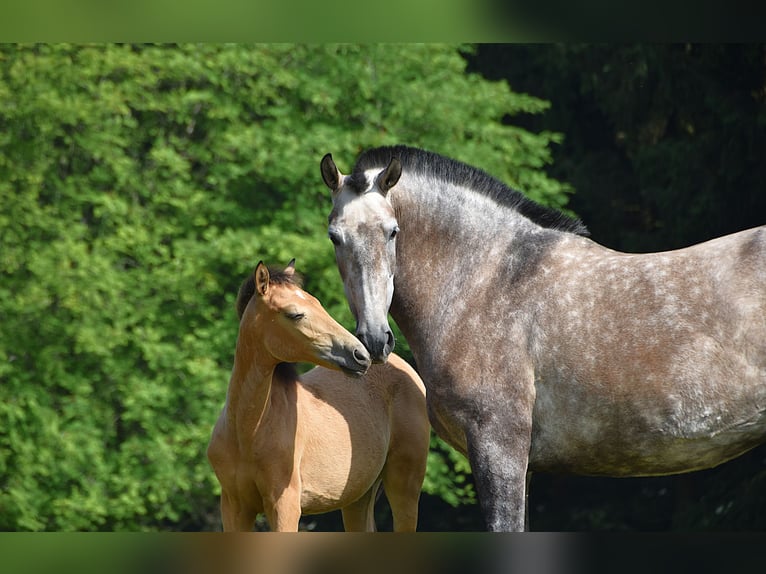 PRE Stute Fohlen (03/2025) Buckskin in Manhay