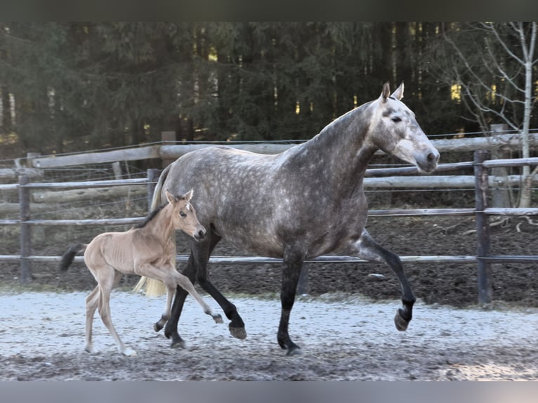 PRE Stute Fohlen (03/2025) Buckskin in Manhay
