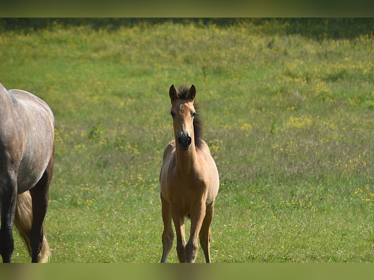 PRE Stute Fohlen (03/2025) Buckskin in Manhay