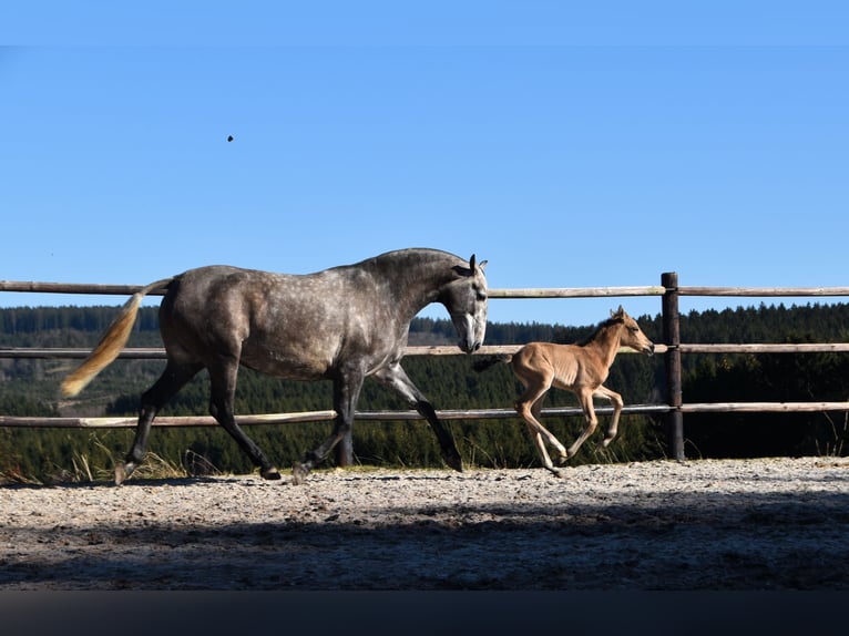 PRE Stute Fohlen (03/2025) Buckskin in Manhay