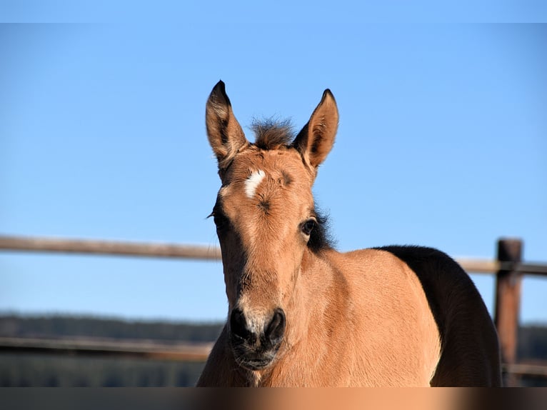 PRE Stute Fohlen (03/2025) Buckskin in Manhay