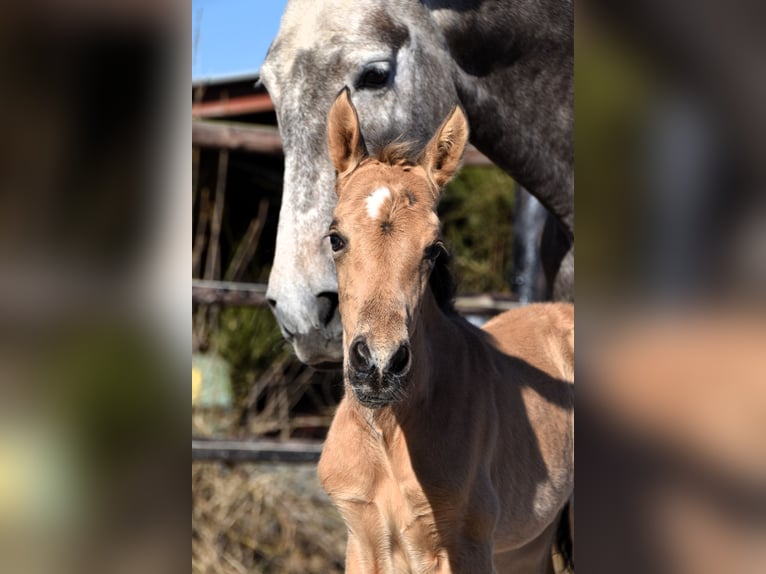 PRE Stute Fohlen (03/2025) Buckskin in Manhay