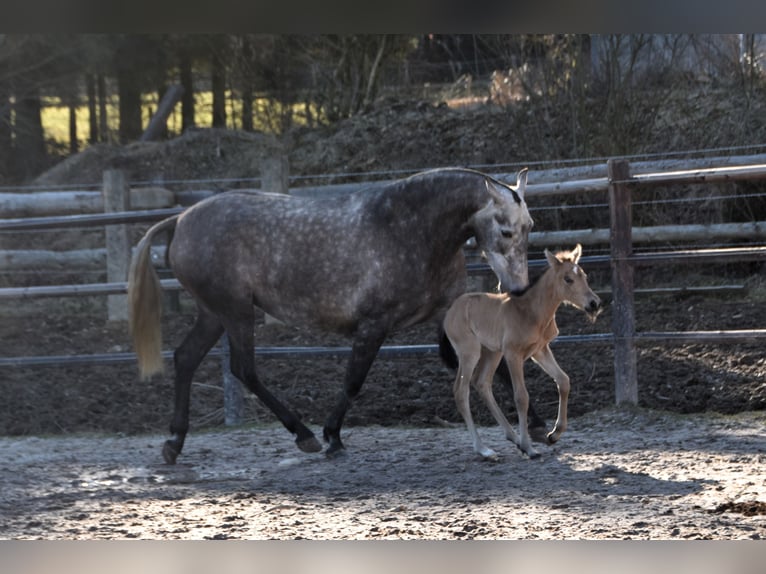 PRE Stute Fohlen (03/2025) Buckskin in Manhay