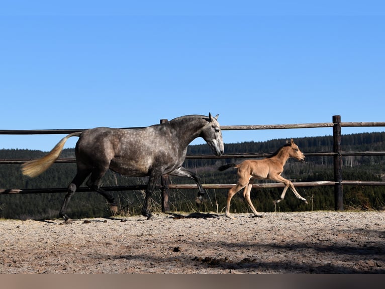 PRE Stute Fohlen (03/2025) Buckskin in Manhay