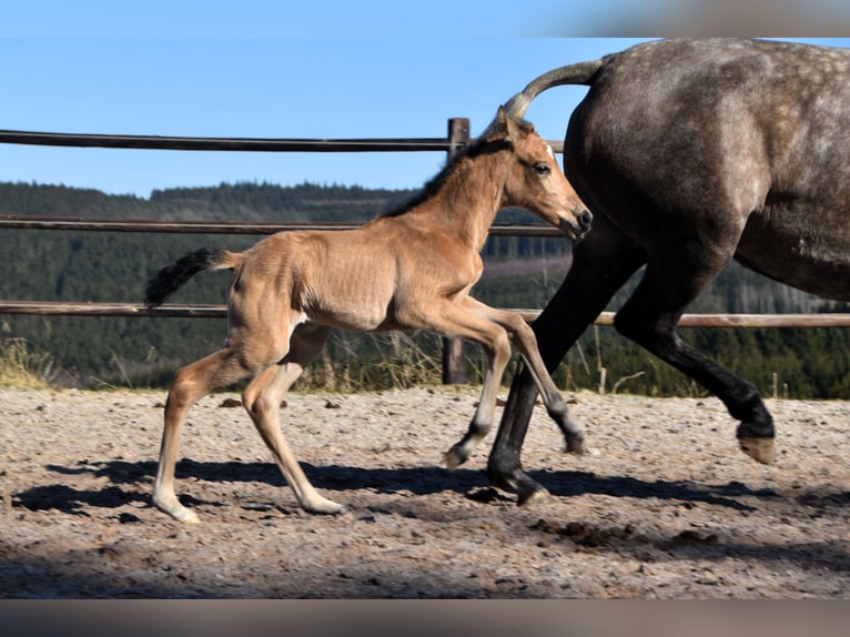 PRE Stute Fohlen (03/2025) Buckskin in Manhay