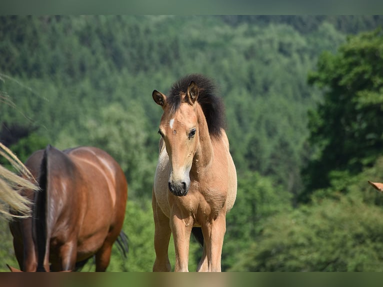 PRE Stute Fohlen (03/2025) Buckskin in Manhay