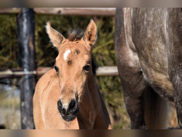 PRE Stute Fohlen (03/2025) Buckskin in Manhay