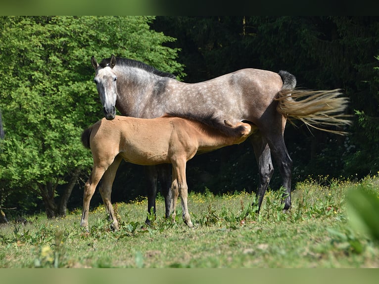 PRE Stute Fohlen (03/2025) Buckskin in Manhay