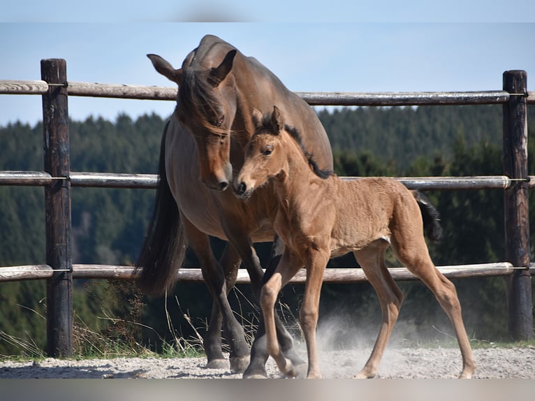 PRE Stute Fohlen (04/2025) Buckskin in Manhay