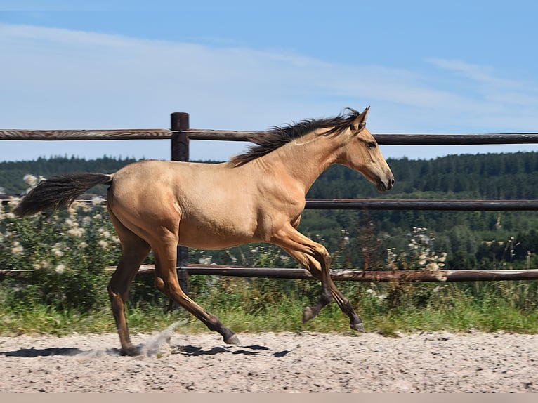 PRE Stute Fohlen (04/2025) Buckskin in Manhay