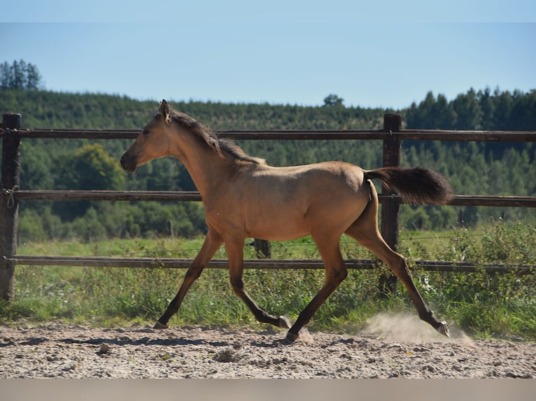 PRE Stute Fohlen (04/2025) Buckskin in Manhay