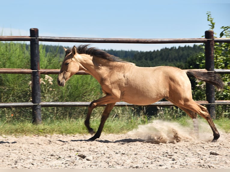 PRE Stute Fohlen (04/2025) Buckskin in Manhay