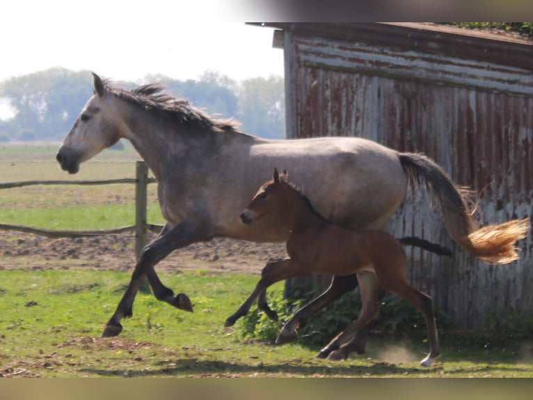 PRE Stute  Dunkelbrauner in Alveringem