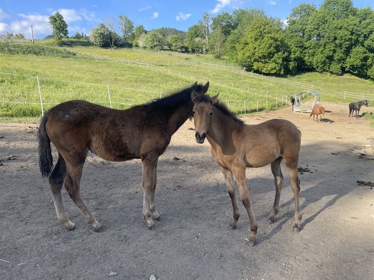 PRE Stute  Falbe in Klagenfurt,11.Bez.:St. Ruprecht