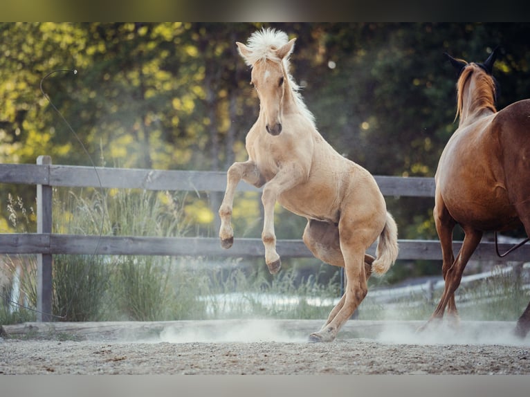 PRE Stute Fohlen (02/2026) Palomino in Klagenfurt