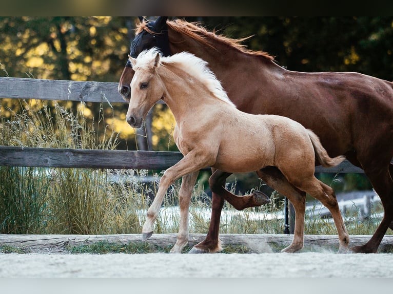 PRE Stute Fohlen (02/2026) Palomino in Klagenfurt