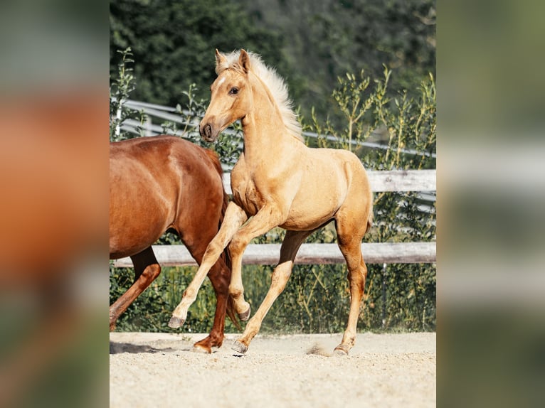 PRE Stute Fohlen (02/2026) Palomino in Klagenfurt