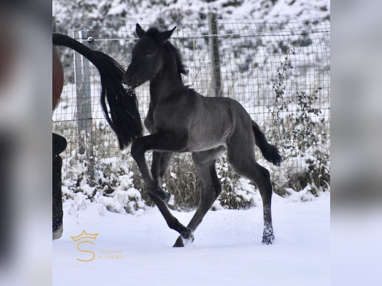 PRE Stute Fohlen (01/2026) Rappe in Jemeppe sur sambre