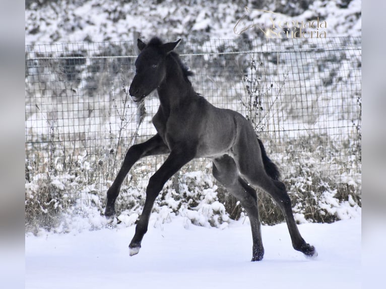 PRE Stute Fohlen (01/2026) Rappe in Jemeppe sur sambre