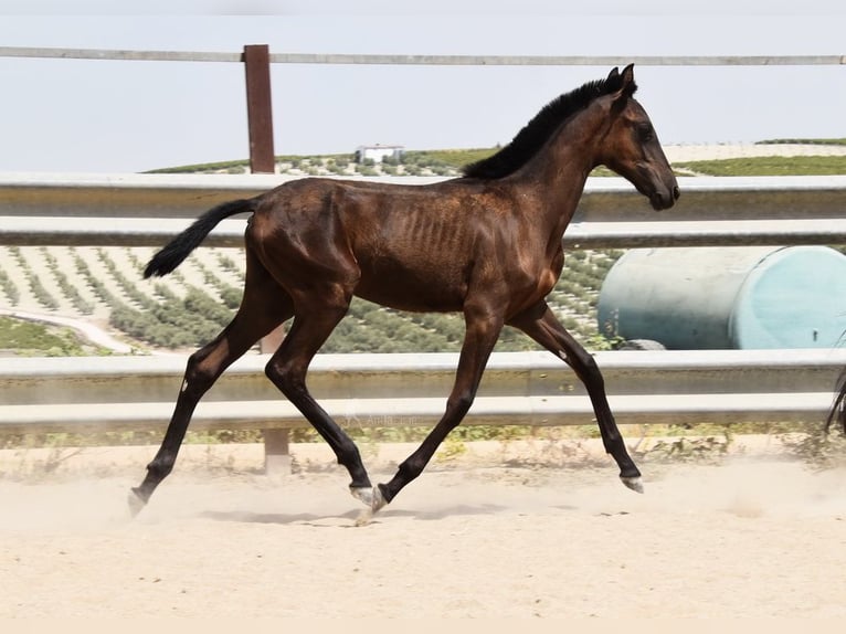 PRE Stute Fohlen (01/2025) Rappe in Provinz Cordoba