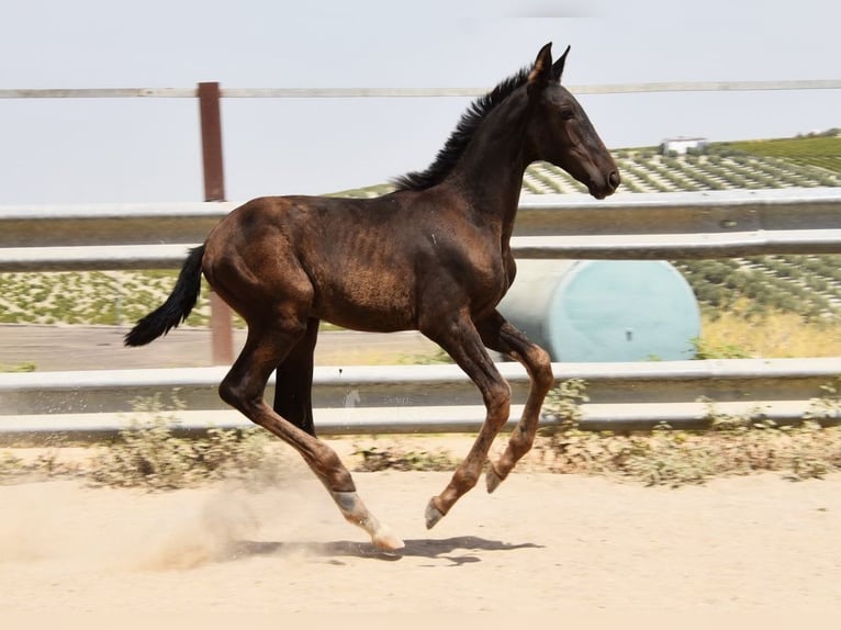PRE Stute Fohlen (04/2025) Rappe in Provinz Cordoba