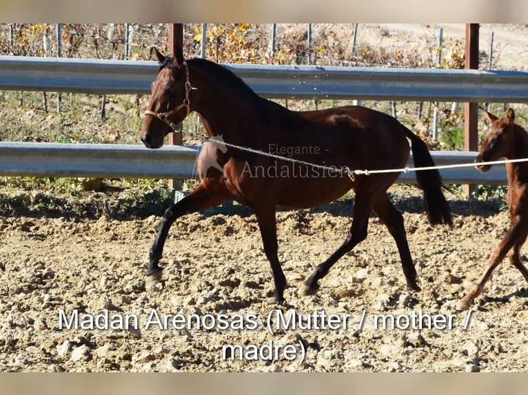 PRE Stute Fohlen (01/2025) Rappe in Provinz Cordoba