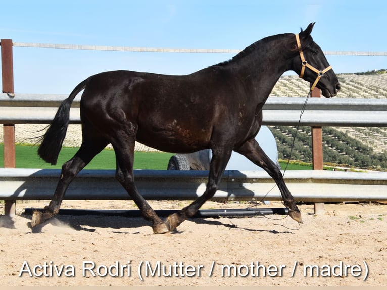 PRE Stute Fohlen (04/2025) Rappe in Provinz Cordoba
