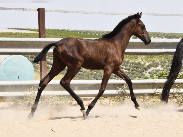 PRE Stute Fohlen (01/2025) Rappe in Provinz Cordoba