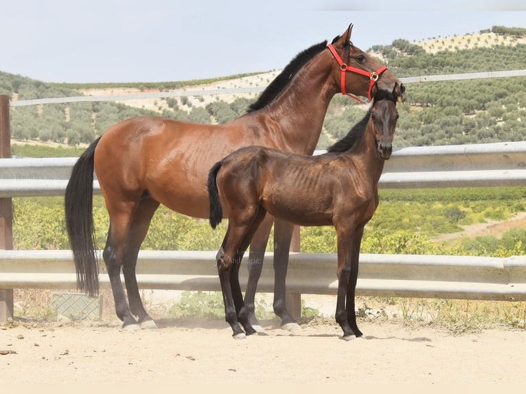PRE Stute Fohlen (01/2025) Rappe in Provinz Cordoba
