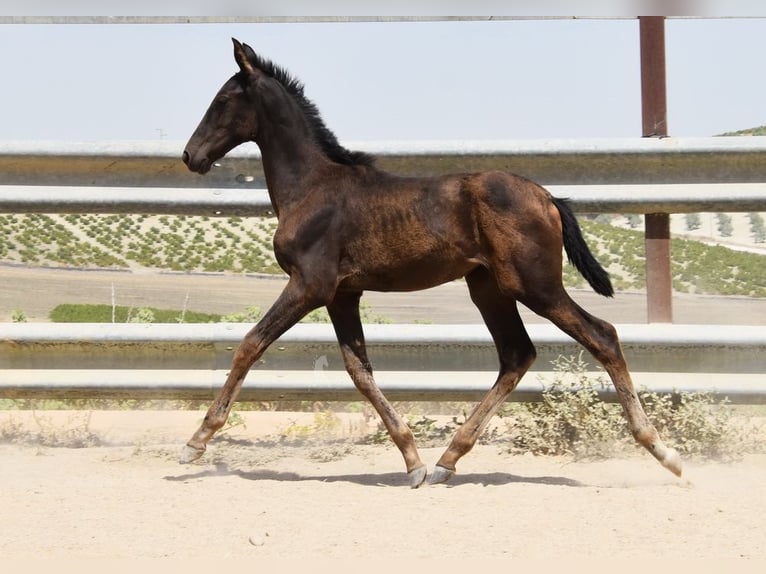 PRE Stute Fohlen (04/2025) Rappe in Provinz Cordoba