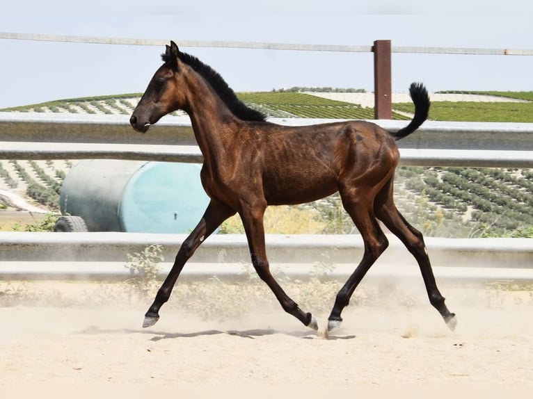 PRE Stute Fohlen (01/2025) Rappe in Provinz Cordoba