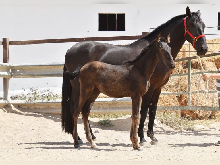 PRE Stute Fohlen (04/2025) Rappe in Provinz Cordoba