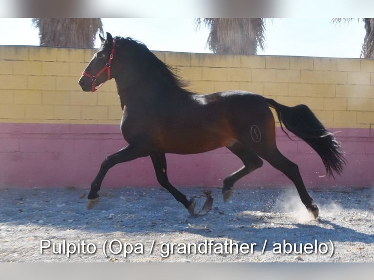 PRE Stute Fohlen (04/2025) Rappe in Provinz Cordoba