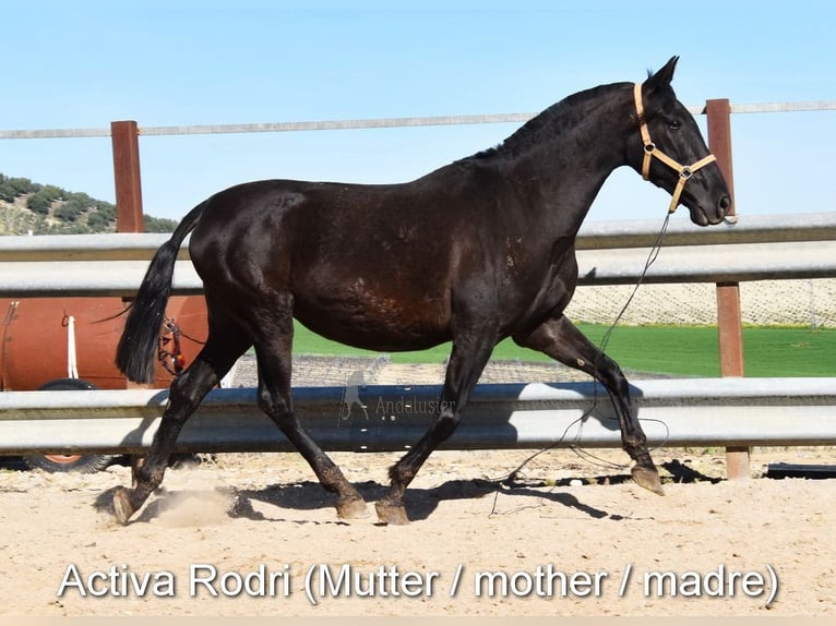 PRE Stute Fohlen (04/2025) Rappe in Provinz Cordoba