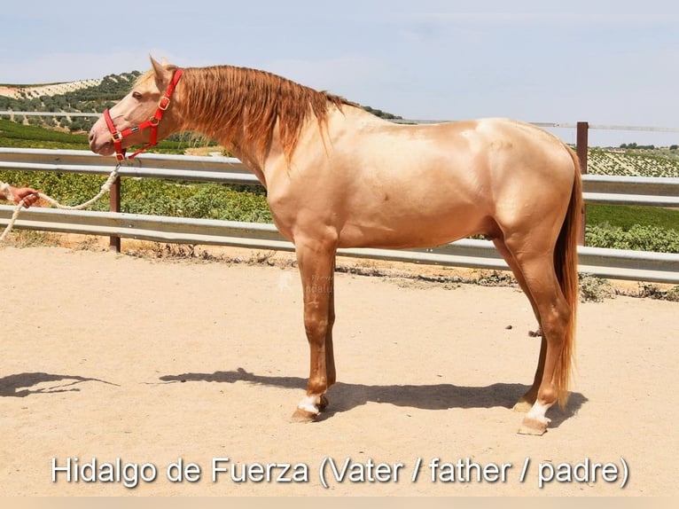 PRE Stute Fohlen (01/2025) Rappe in Provinz Cordoba